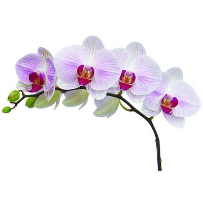 OX Honey A10139 - Phalaenopsis