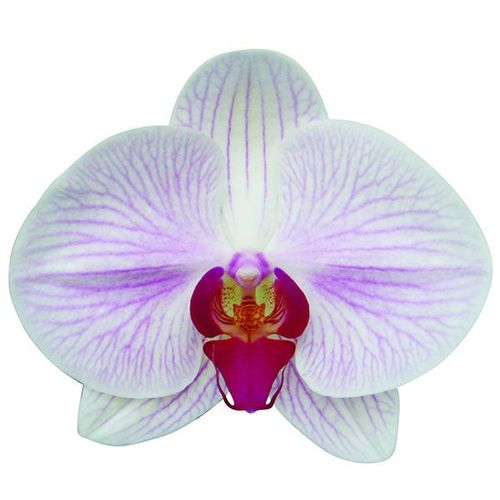 OX Honey A10139 - Phalaenopsis / 2