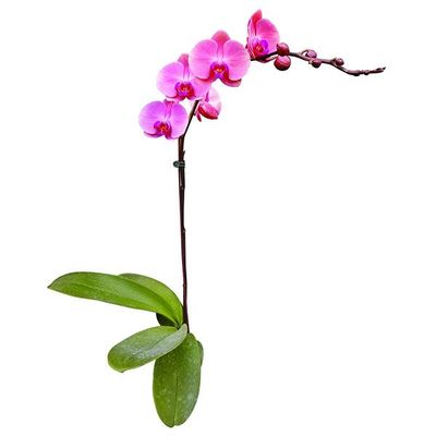 Taida Momoko A09903 - Phalaenopsis