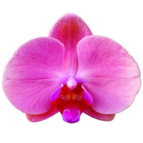 Taida Momoko A09903 - Phalaenopsis / 2