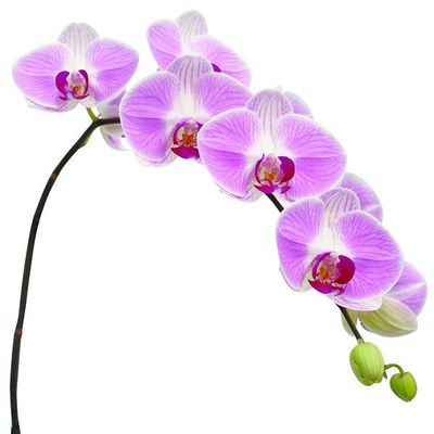 OX Honey A09841 - Phalaenopsis