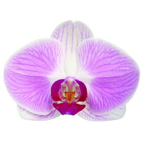 OX Honey A09841 - Phalaenopsis / 2