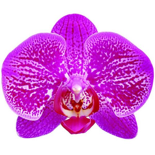 Taida Black Pearl A07512 - Phalaenopsis / 2