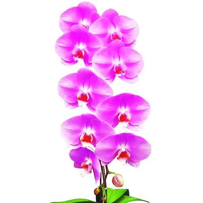 Taida Lovely 'Taida Pink Swan' A06990 - Phalaenopsis