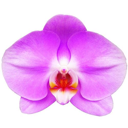 Taida Lovely 'Taida Pink Swan' A06990 - Phalaenopsis / 2