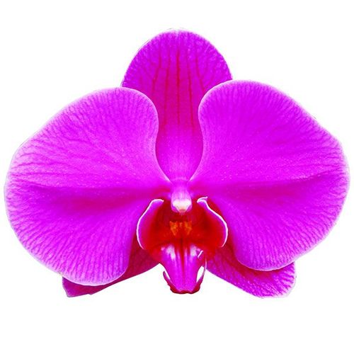 Taida Firebird 'Tadia Red Rose' A06987 - Phalaenopsis / 2