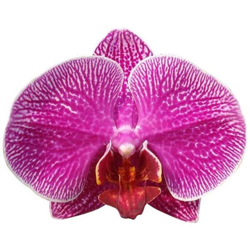 Leopard Prince A06939 - Phalaenopsis / 2