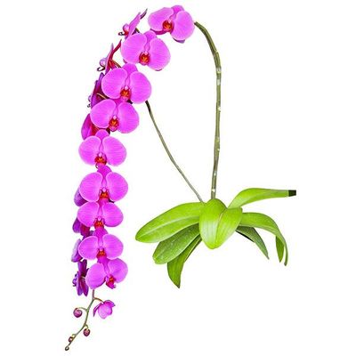 V31 A06169 - Phalaenopsis