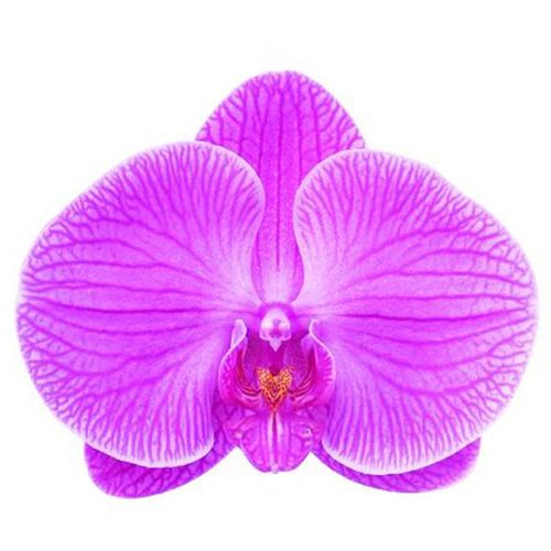 V31 A06169 - Phalaenopsis / 2