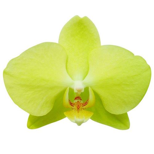 Unimax Moonlight 'Taida Green Apple' A06499 - Phalaenopsis / 2