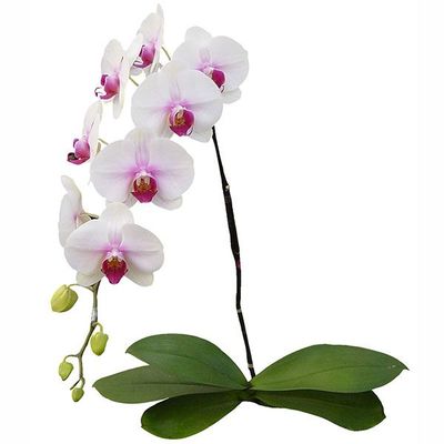 Mount Lip A04268 - Phalaenopsis