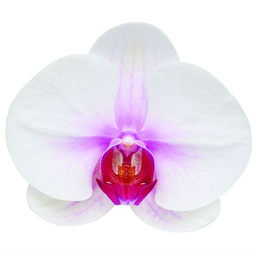 Mount Lip A04268 - Phalaenopsis / 2