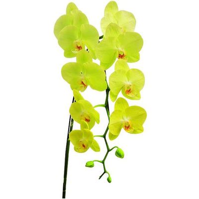 Green Yellow 'Green Joe' A05001 - Phalaenopsis