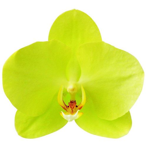 Green Yellow 'Green Joe' A05001 - Phalaenopsis / 2