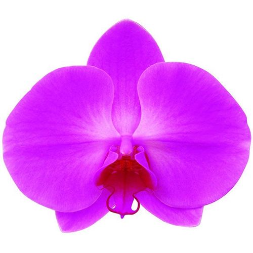 Taida Pink Beauty 'Pink Girl' A05667 - Phalaenopsis / 2