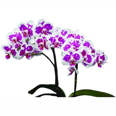 Taida Little Deer A07551 - Phalaenopsis