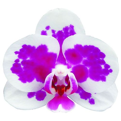 Taida Little Deer A07551 - Phalaenopsis / 2
