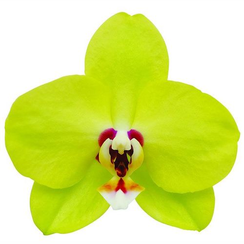 Sunflower Diamond A07662 - Phalaenopsis / 2