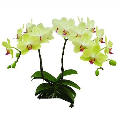 Fortune Faltzman A07962 - Phalaenopsis