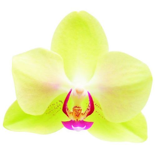 Fortune Faltzman A07962 - Phalaenopsis / 2