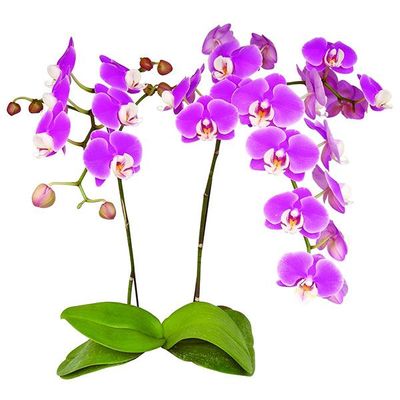 Taida Blush 'Taida Pink Butterfly' A08037 - Phalaenopsis