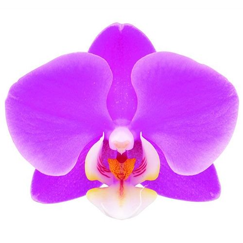 Taida Blush 'Taida Pink Butterfly' A08037 - Phalaenopsis / 2