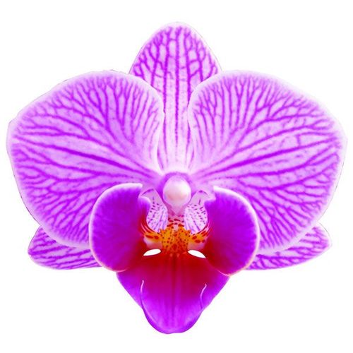 Lester Poole A08039 - Phalaenopsis / 2