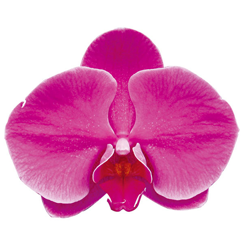 Taida Firebird A07987 - Phalaenopsis / 2