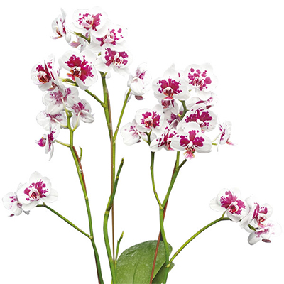 Taida Count A08309 - Phalaenopsis
