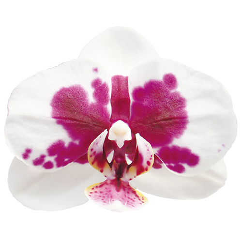 Taida Count A08309 - Phalaenopsis / 2