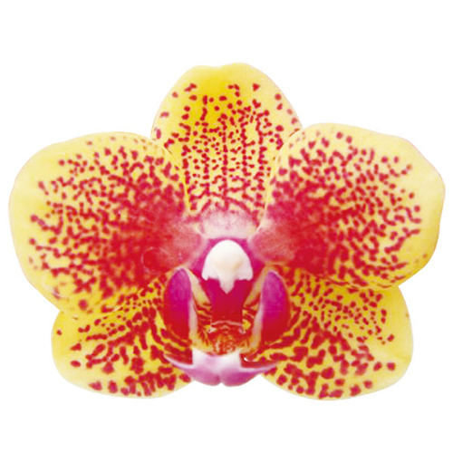 Taida Little Monkey A08591 - Phalaenopsis / 2