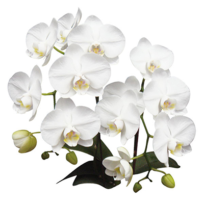 Amabilis A09001 - Phalaenopsis