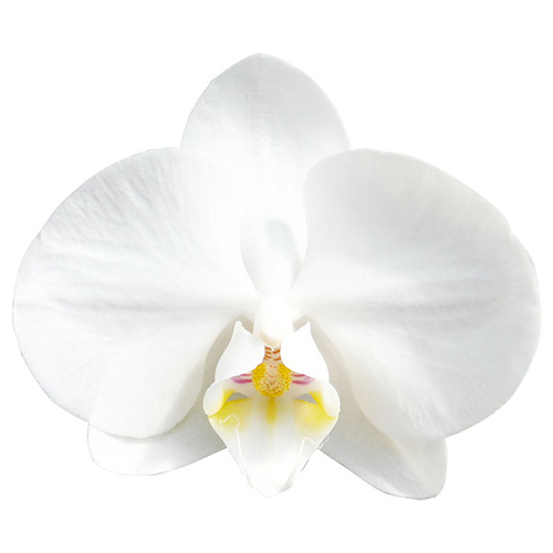 Amabilis A09001 - Phalaenopsis / 2