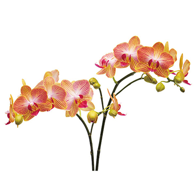 Fuller's Gold Stripes A09168 - Phalaenopsis