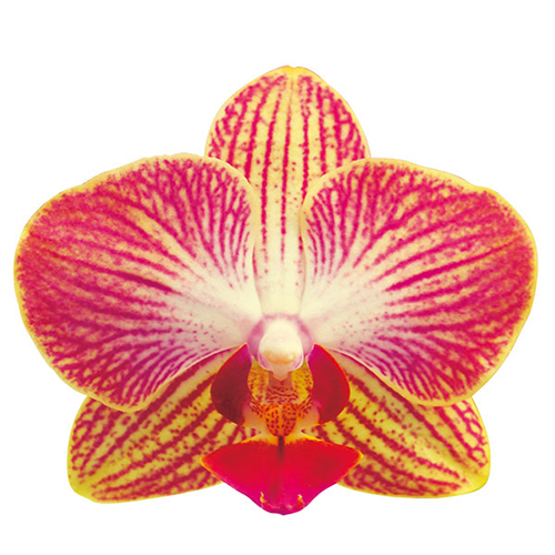 Fuller's Gold Stripes A09168 - Phalaenopsis / 2