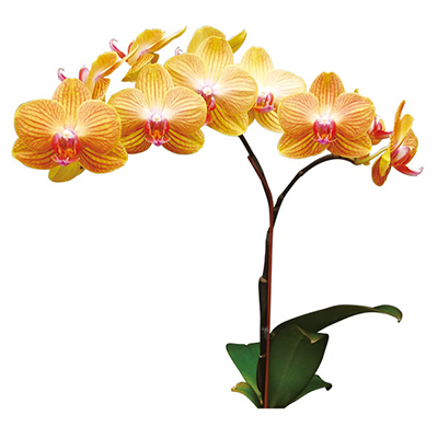 Taida Pride Queen 'Taida Orange' A09302 - Phalaenopsis