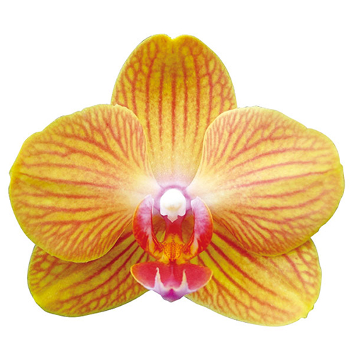Taida Pride Queen 'Taida Orange' A09302 - Phalaenopsis / 2