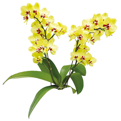 Taida Golden Oriole A09459 - Phalaenopsis