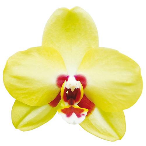 Taida Golden Oriole A09459 - Phalaenopsis / 2
