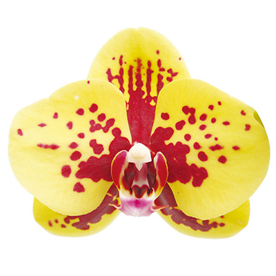 Lioulin Peacock A09616 - Phalaenopsis