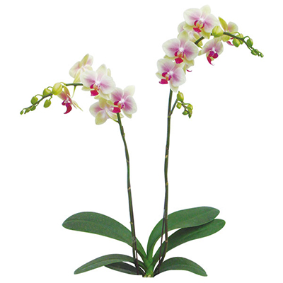 Jiaho Kitty Face 'Rainbow' A06691 - Phalaenopsis