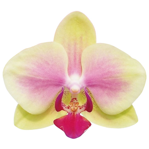 Jiaho Kitty Face 'Rainbow' A06691 - Phalaenopsis / 2