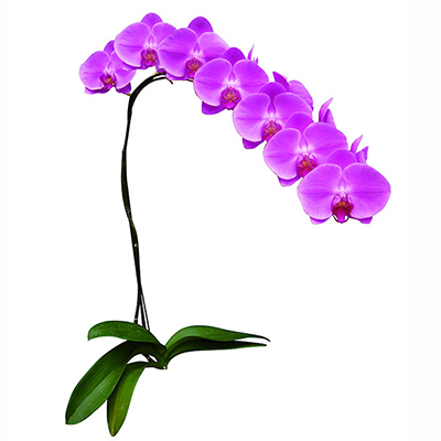 Sogo Davis A06949 - Phalaenopsis