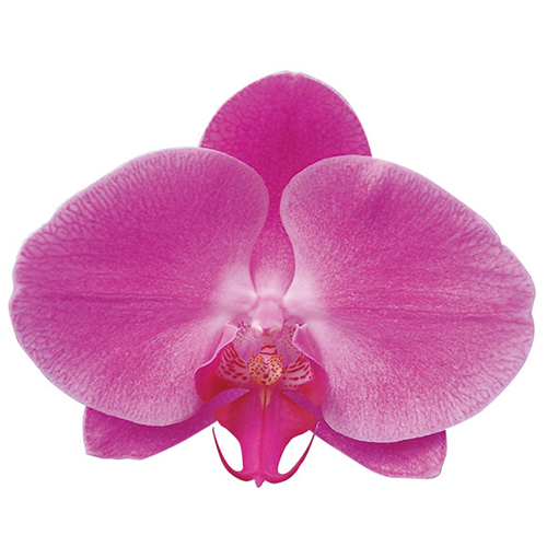 Sogo Davis A06949 - Phalaenopsis / 2