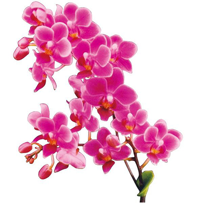 Zuma's Pixie 'Taida Little Cute' A03897 - Phalaenopsis