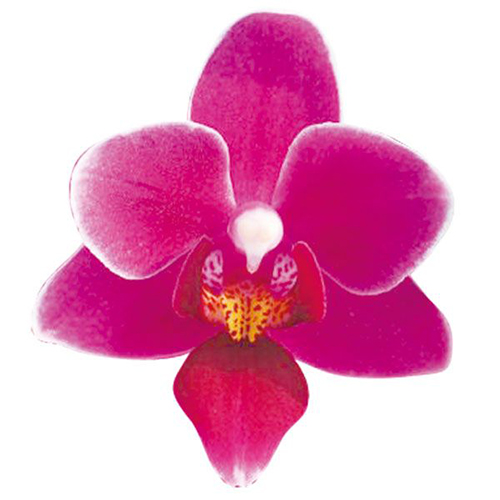 Zuma's Pixie 'Taida Little Cute' A03897 - Phalaenopsis / 2