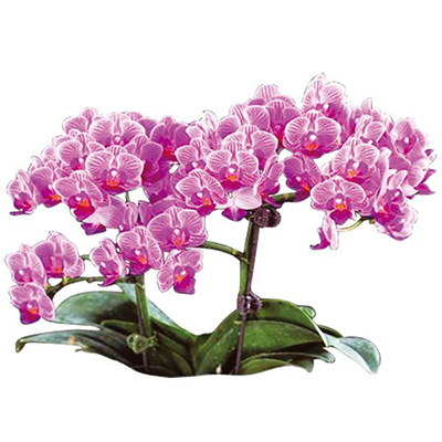 Sogo Vivien A06086 - Phalaenopsis