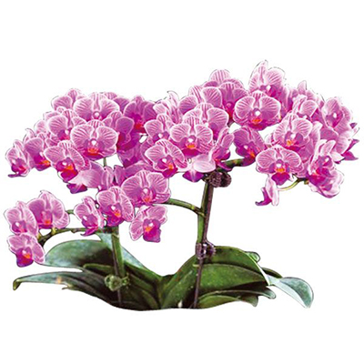 Sogo Vivien A06086 - Phalaenopsis