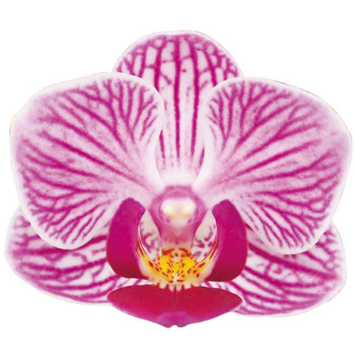 Sogo Vivien A06086 - Phalaenopsis / 2
