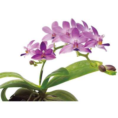 Kenneth Schubert 'Taida Violet' A06255 - Phalaenopsis